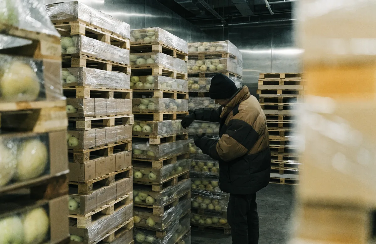 Cold room and pre-cooling with pallets of fruit for export